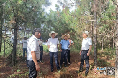 撫州市林業(yè)局局長(zhǎng)吳開(kāi)發(fā)赴崇仁調(diào)研林改工作，助力林業(yè)產(chǎn)品銷售升級(jí)
