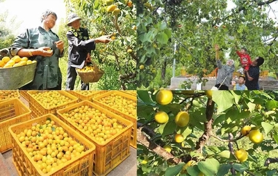 甘肅張掖林草局 以產(chǎn)品營(yíng)銷助推林業(yè)產(chǎn)業(yè)高質(zhì)量發(fā)展