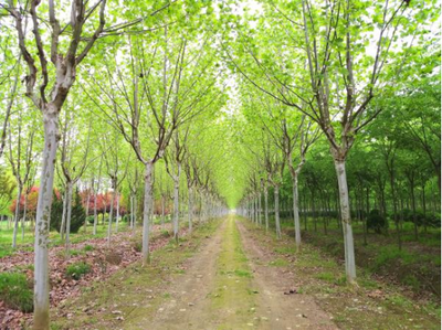 朱湖苗木蔥蘢產(chǎn)銷旺 電子產(chǎn)品銷售新機(jī)遇