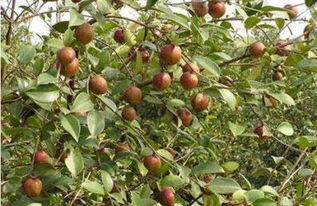 桂林品牌跨界融合 石斛、油茶、刺梨、竹林攜手電子產品銷售猛虎下山