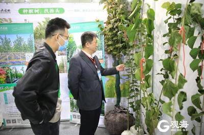 青島林產新名片 融合生態與科技，'青島林品'閃耀中國林交會