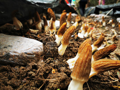 深山新產業 石阡鴛鴦湖村羊肚菌試種豐收，科技助農開辟多元致富路